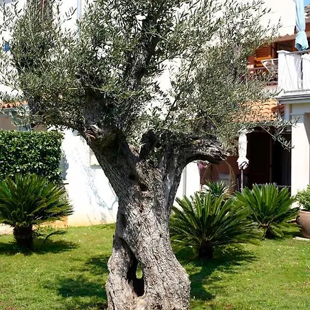 Palm View